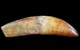 Rooted Carcharodontosaurus Tooth - Beautiful Enamel #71087-3